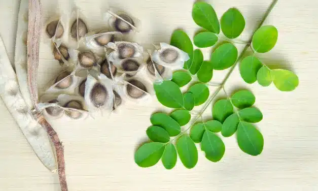 Moringa: Descubra as Melhores Formas de Consumo e Benefícios