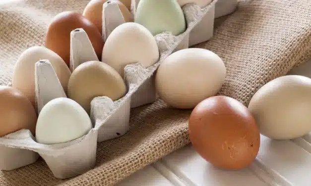 Benefícios de Comer um Ovo por Dia para a Sua Saúde