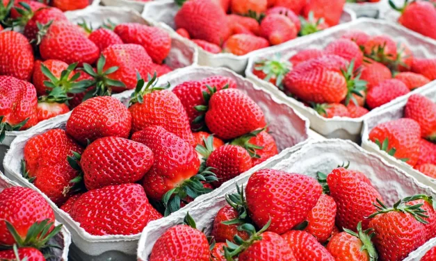 Festa do Morango em Bragança Paulista com entrada franca
