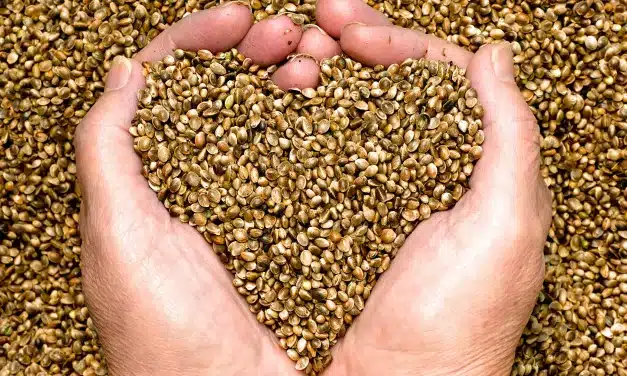 Oleaginosas e sementes: vão te ajudar com a saúde do coração