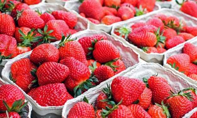 Hortolândia recebe 1ª ‘Festa do Morango’