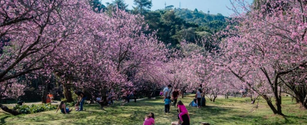 A florada das sakuras em Campos do Jordão atrai visitantes de todos os cantos do país. Foto: Cleverson Nunes