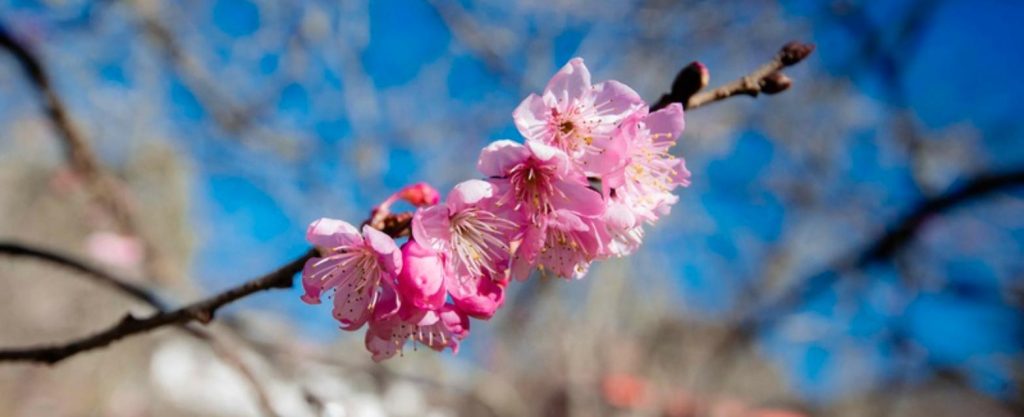 Cerca de 800 sakuras florescem no Parque da Cerejeira durante o inverno. Foto: Cleverson Nunes
