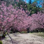 Parque da Cerejeira: Auge da Floração e Visitação Guiada
