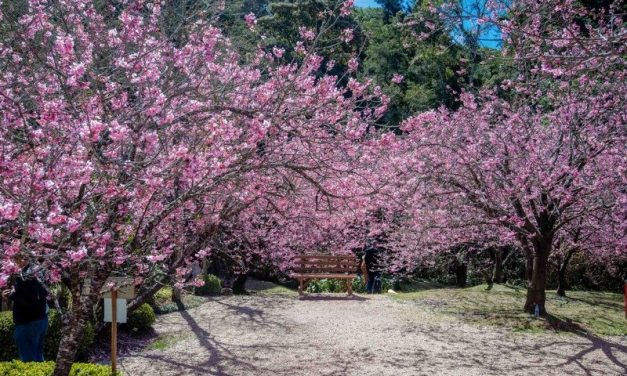 Parque da Cerejeira: Auge da Floração e Visitação Guiada