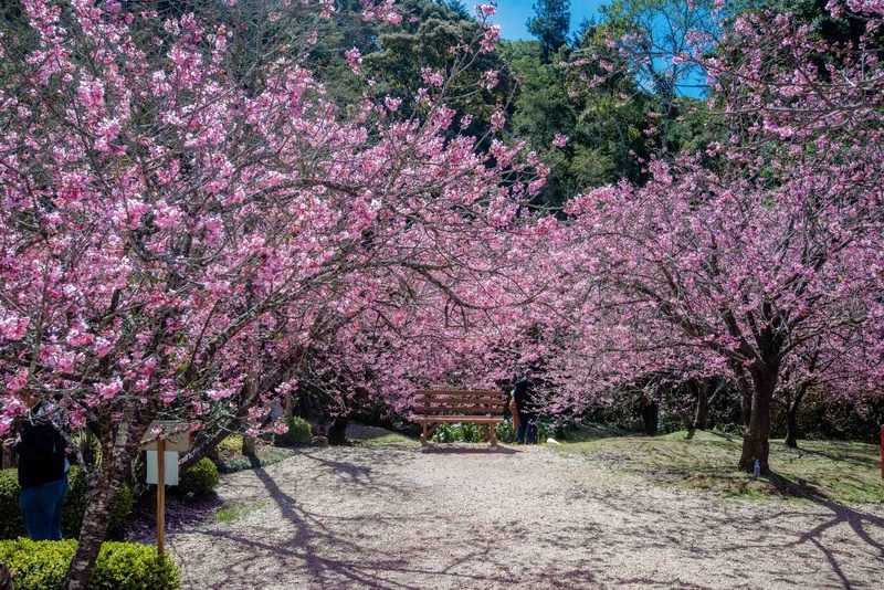 Visitantes caminhando sob túnel de cerejeiras floridas no Parque da Cerejeira
