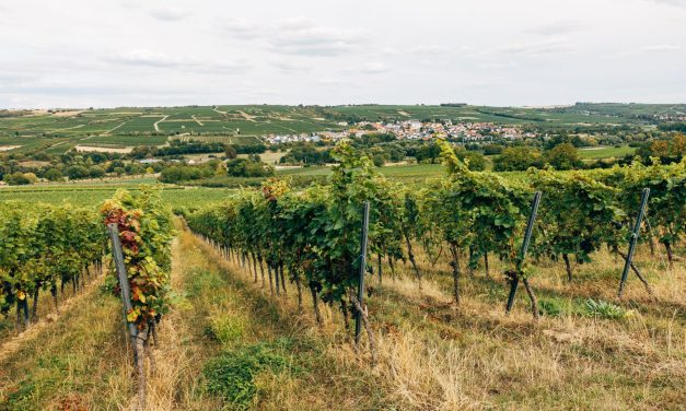 O Que Comer em Jundiaí: Guia da Terra da Uva e do Vinho