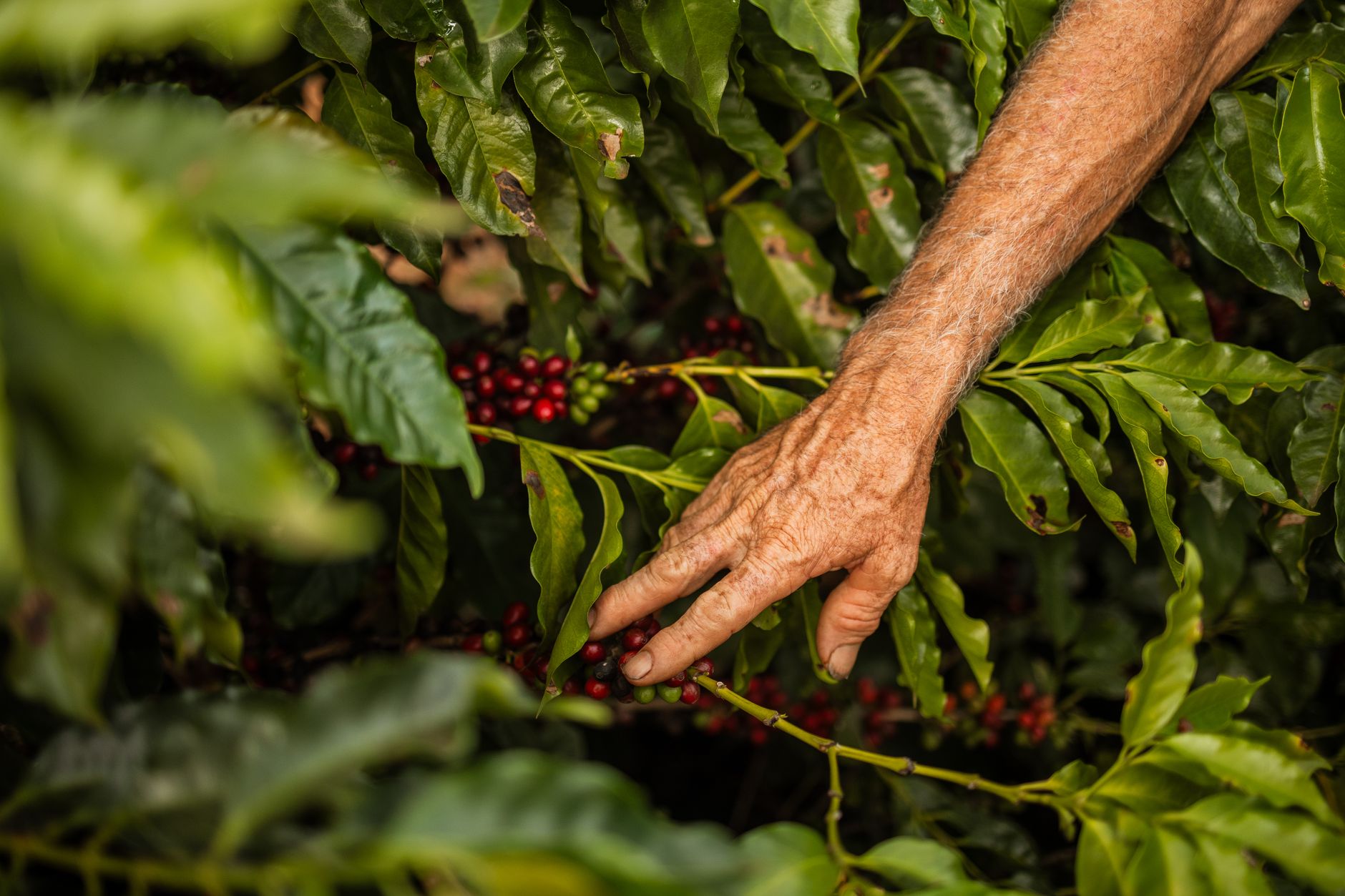 Mesa rural com café e quitandas em fazenda de Amparo